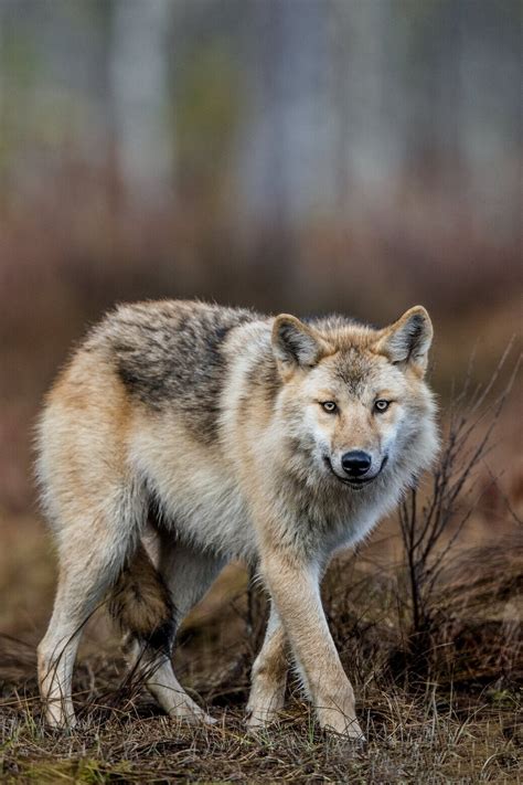 Wolves In Chernobyl — Shane Campbell Staton
