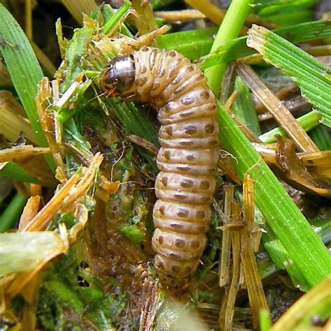 How To Get Rid Of Sod Web Worms Planet Natural