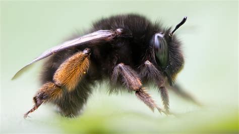 Cavity Nesting Bee Types You Can Find In Your Garden Attract Bees