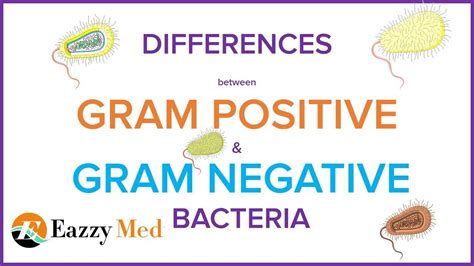 Differences Between Gram Positive And Gram Negative Bacteria Youtube