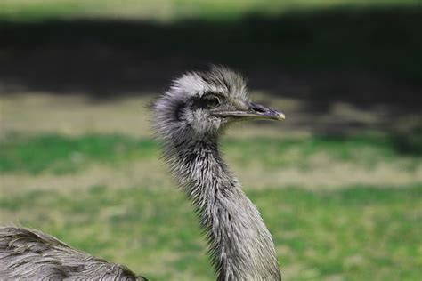 Emu Ostrich Bird Head Free Photo On Pixabay