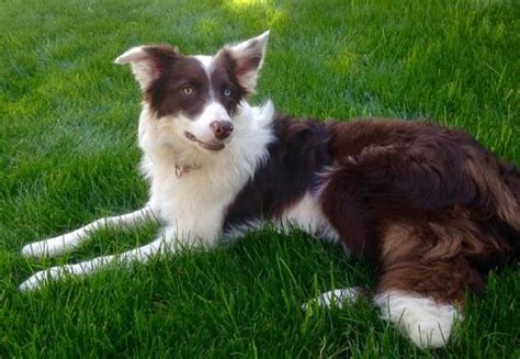 Although these puppies are adorable, they. Border Collie Puppy for Sale - Adoption, Rescue for Sale in Salem, Oregon Classified ...