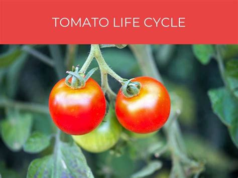 Tomato Life Cycle Greenhouse Today
