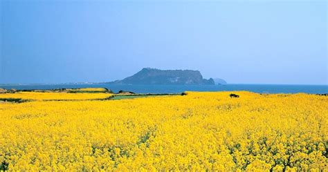 Jeju's attractions and travel tips and information about the island. Jeju Island Spring Travel Guide A to Z - Trazy Blog