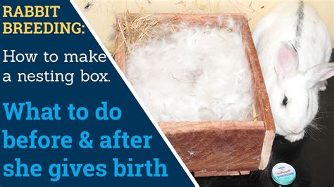 How To Make A Rabbit Nesting Box And What To Do Before And After The Rabbit Gives Birth Kindles