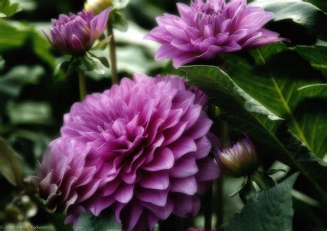 Dreamy Dahlias These Purple Dahlias At Butchart Gardens We Flickr