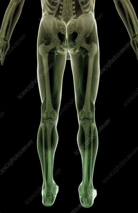 The Lymph Vessels Of The Lower Body Stock Image C0080667 Science