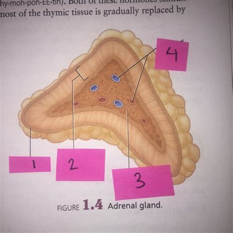 adrenal gland flashcards quizlet