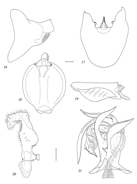 Oteana Iaorana Spnov Holotype Male Genitalia 16 Genital Segment