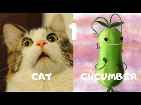 Vicats Very Important Cats Cats Scared Of Cucumbers Compilation