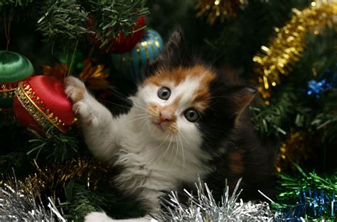 Christmas Kitten Pictures Xmas Kittens Wallpapers Xmas Kittens Stock