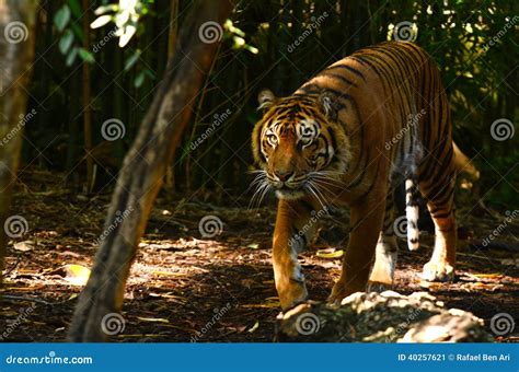 Sumatran Tiger Stock Image Image Of Fierce Mammal Nature 40257621