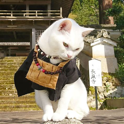 There Is A Cat Temple In Japan And Its Monks Are The Cutest Japanese