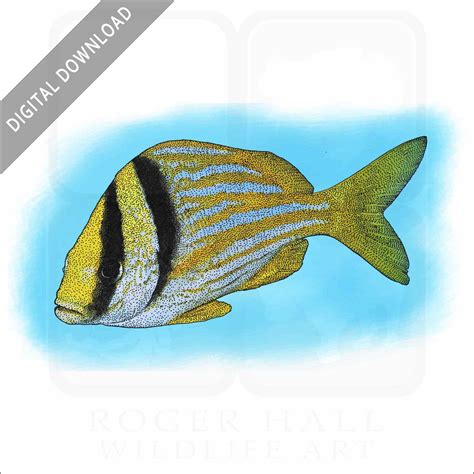 Stock Art Drawing Of An Atlantic Porkfish