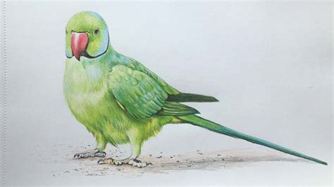Parrot Colour Pencil Drawing