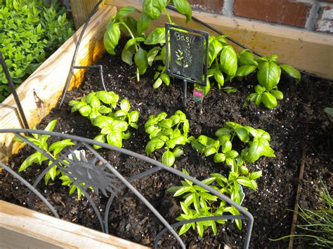 If you buy carrots by the bunches, plant them! Raised bed herb garden