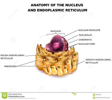 The diverse functions of the er are performed by distinct domains; Cell Nucleus And Endoplasmic Reticulum Stock Vector ...