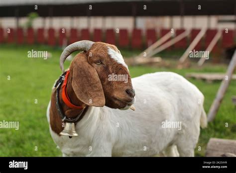 Anglo Nubian Goat Animal Livestock Hi Res Stock Photography And Images