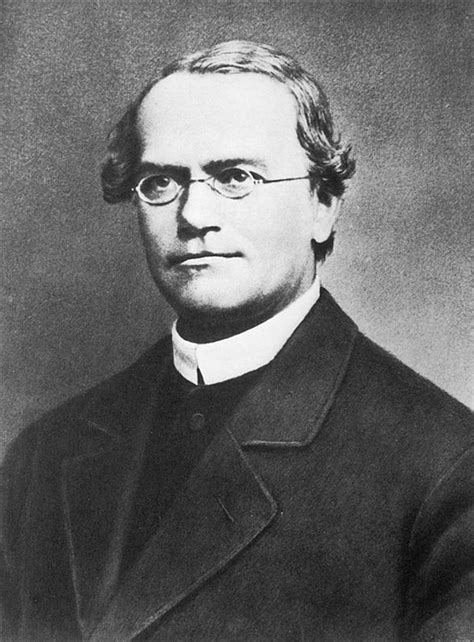 Mendel The Father Of Modern Genetics