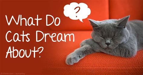 Meaning Of Dreaming Cat Dying Cat Meme Stock Pictures And Photos