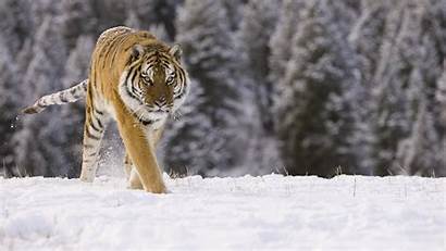 Tiger Siberian Elusive Natural