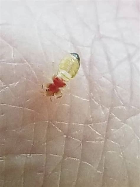 What Do Baby Bed Bugs Look Like And Do They Bite Bed Bugs Sprays