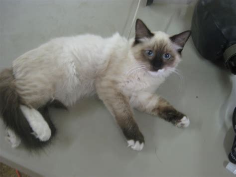 We did not find results for: Living My Dream- Becoming A Vet: Volunteering for RVETS ...