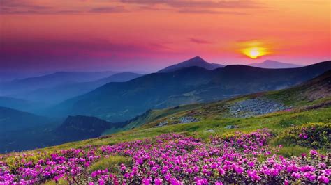 Bloom Blooming Blossom Calm Countryside Dawn Delicate Dusk Environment
