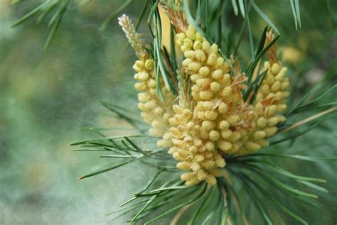 The Health Benefits Of Pine Pollen Raw Forest Foods