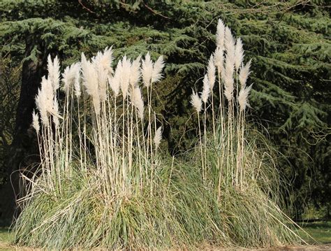Ornamental Grass For Arid Conditions Tips For Growing Drought