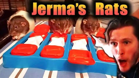 Jermas Rats Found A Onion Jerma985 Youtube