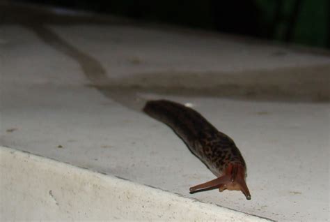 Slug With Trail Free Stock Photo Public Domain Pictures