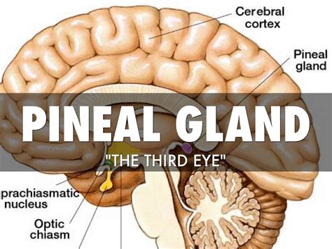 Pineal Gland By Bob Bobby
