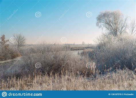 Meadows Bushes And Trees Covered With Frost Fabulous Winter Landscape