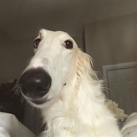 Pin By Izunia On Pies In 2022 Borzoi Dog Goofy Dog Silly Dogs