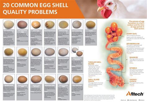 Download Our 20 Common Egg Shell Quality Problems Poster Today Poultry Infographic Egg