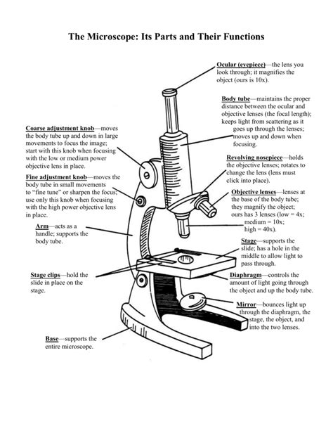 The Microscope Its Parts And Their Functions