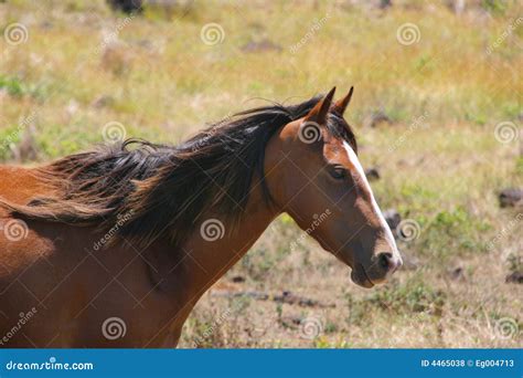 Portrait Of A Wild Horse Stock Photo Image Of Hoof Fine 4465038