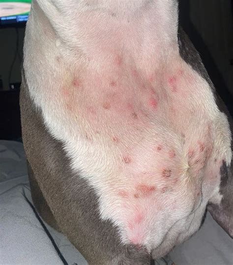 Dog Allergy Skin Rash Ph