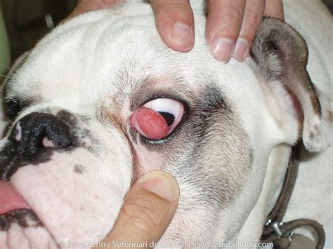 It's a thin piece of skin that slides across the front of the eye to provide protection cherry eye tends to occur without a particular cause. Cherry Eye Bulldog Eye Drops - Animal Friends