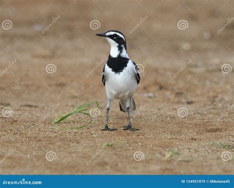 African Pied Wagtail Motacilla Aguimp Stock Image Image Of Wagtail