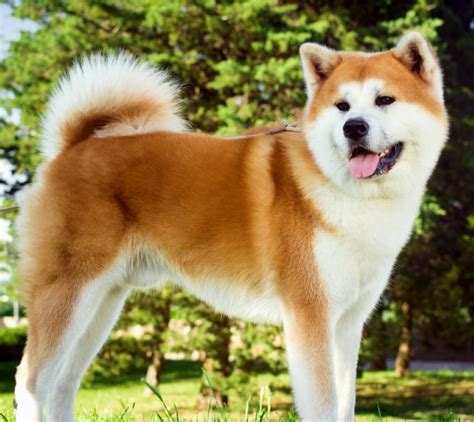 Akita puppies for sale, roseville, michigan. Akita Puppies | Breed Info | Animal Kingdom | Puppies N Love