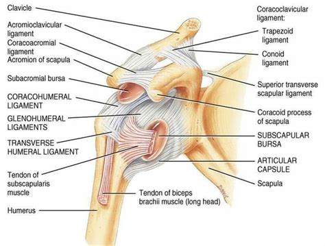 Anatomical neck of humerus exceptinferiorly where it is on surgical neck. Glenohumeral Ligaments. | Subscapularis muscle, Joints ...