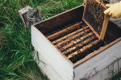 Bees typically make their hives in straw, pottery, or wood. How do beekeepers calm bees? - MyBeeLine