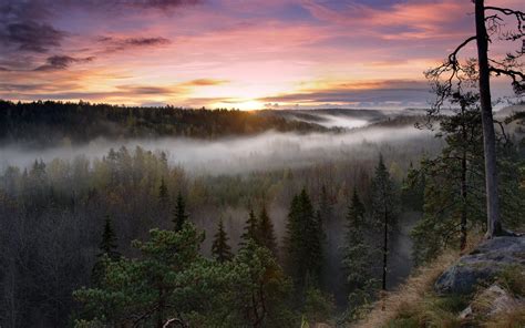 Hd Sunrise Landscapes Nature Trees Dawn Forests Hills Fog