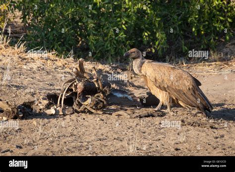 Vultures Feeding On A Carcass Stock Photo Alamy