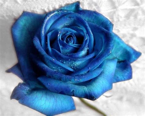 Beautiful Blue Rose Flower Photos Best Flower Site