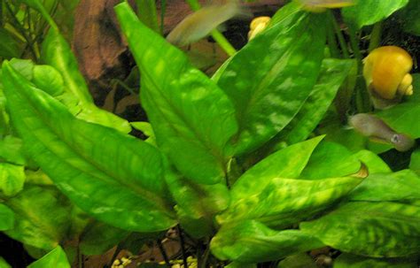 The typical habitats of cryptocoryne are mostly streams and rivers with not too rapidly flowing water, in the lowland forest. Cryptocoryne Pontederiifolia - Acuario Adictos