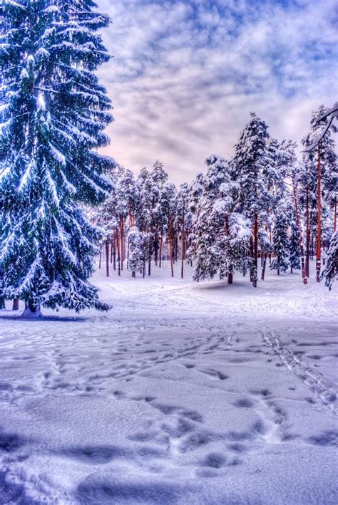 Christmas Winter Landscape Spruce And Pine Trees Covered In Snow Stock