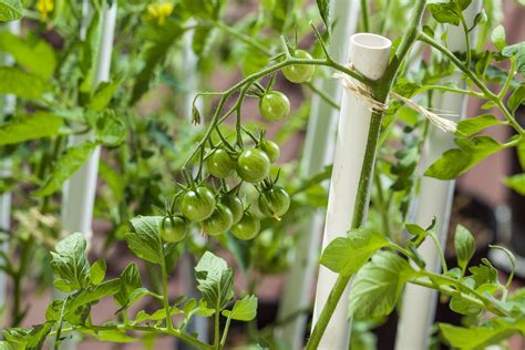 How To Prune Early Girl Tomato Plants With Pictures Ehow